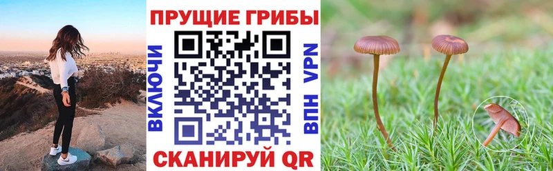 Галлюциногенные грибы MAGIC MUSHROOMS  закладка  Мурманск 